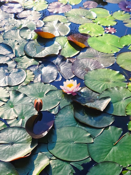 Lotus Lily Love: Promise of the Bloom Print