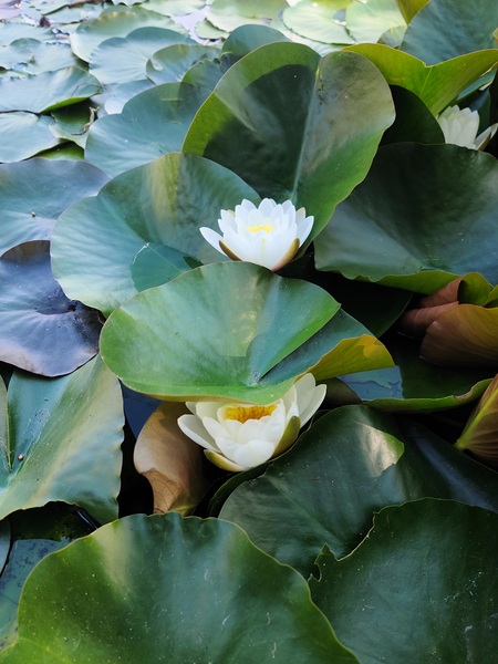 Hidden Beauty Water Lily Print