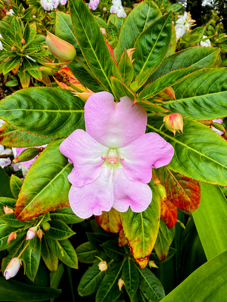 Impatiens: Soliloquy in Pink Print
