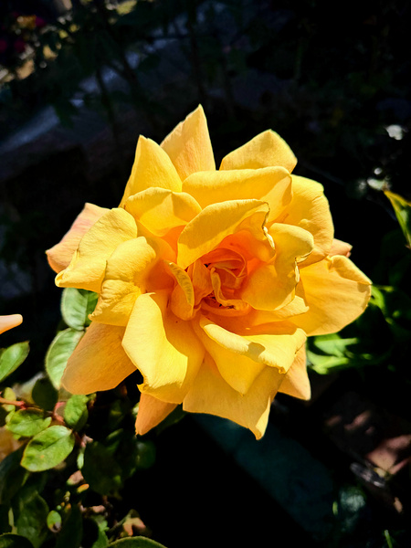 Sunwrought Yellow Rose Print