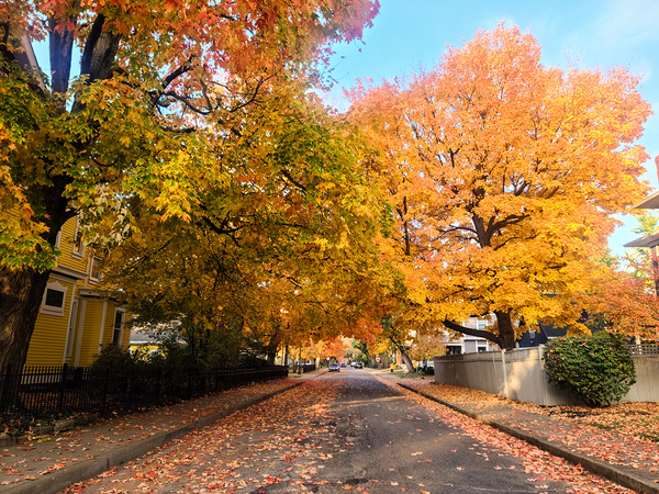 Fall Over the Road: Whispers of Fall Print