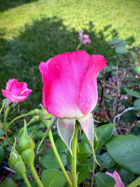 Velvet Guard of the Gardens Heart Print
