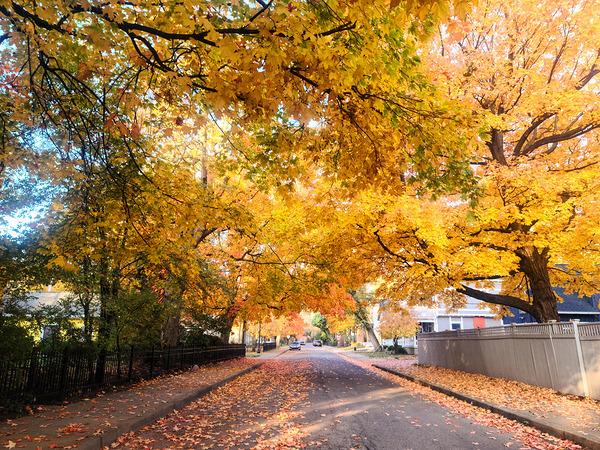 Fall Over the Road Print