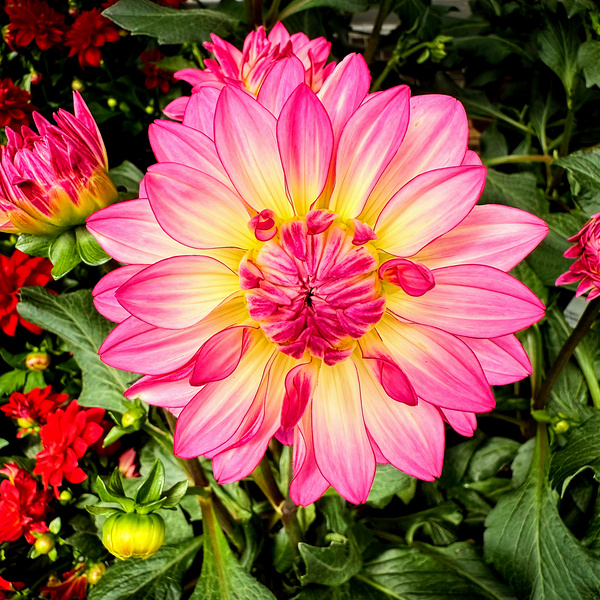 Petal Prism: Nature’s Geometry Digital Download