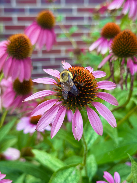 Coneflower Harmony Digital Download