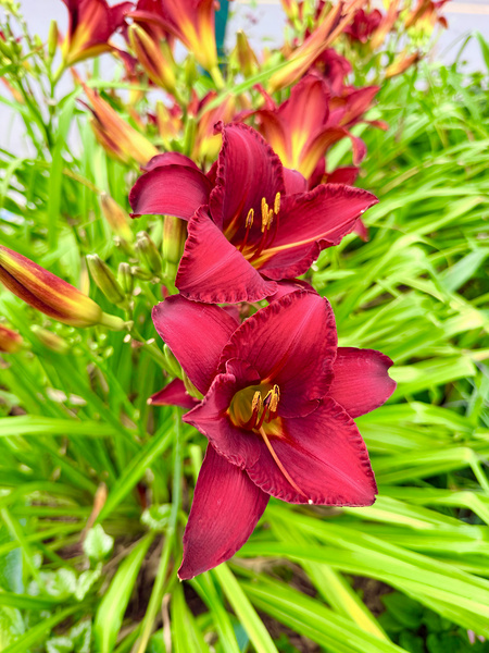 Scarlet Radiance Print