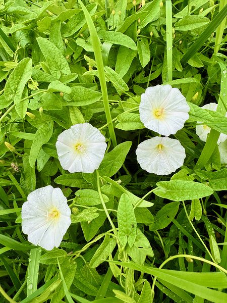 Clustered Bindweed Flowers Print