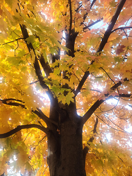 Golden Hour Tree Time 1A  Print