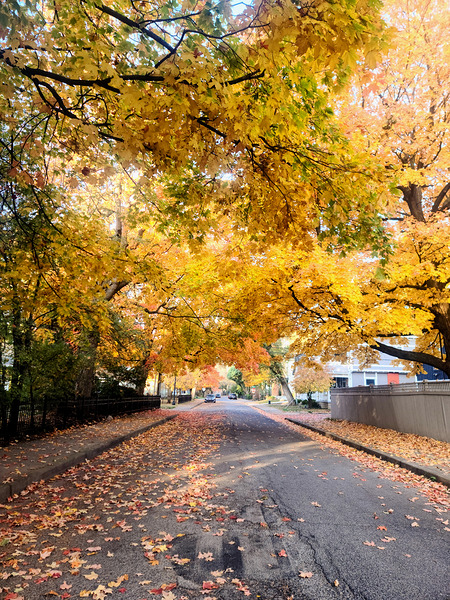 Fall Over the Road: Amber Dreams on Autumn Drive Print