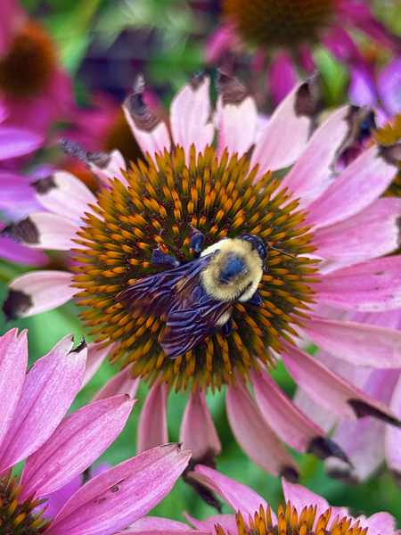 The Heart of Nature Digital Download