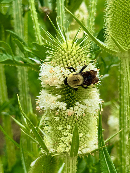 Teasel Crownwork Print