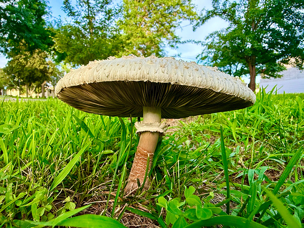 The Watcher in the Grass Digital Download