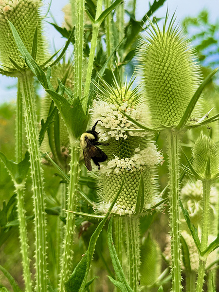 Wings and Spikes Digital Download