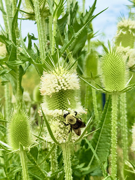 Nature’s Bristle Crown Print