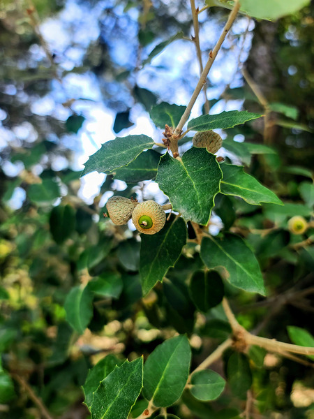 Emergence in Green Print