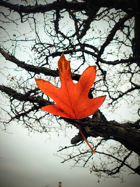 A Fallen Farewell : Defiant Ember Print