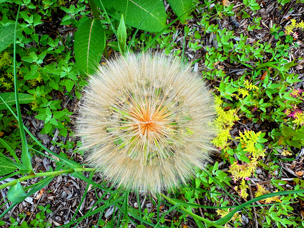 The Poetic Geometry of a Meadow’s Breath Digital Download