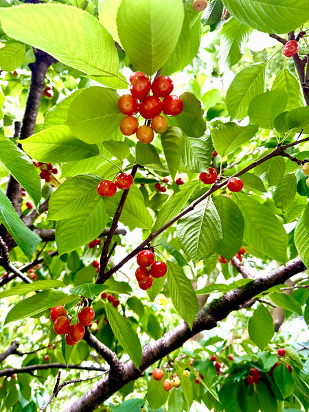 Emerald Boughs and Scarlet Promises Print