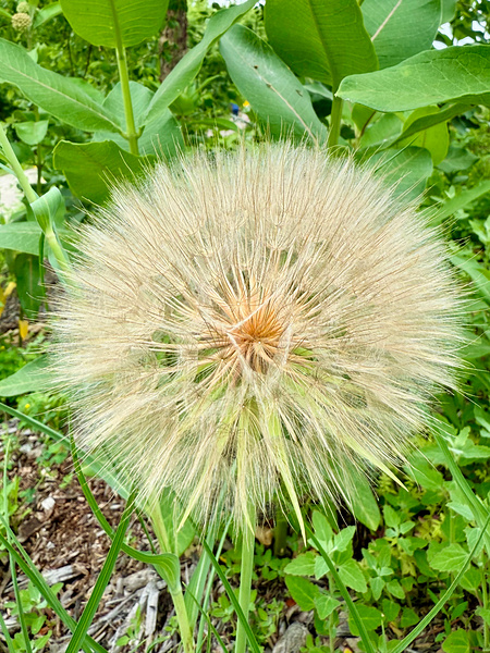 Prairie Starburst: A Prayer in Plant Form Print