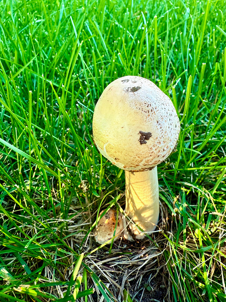 The Philosopher’s Cap Print