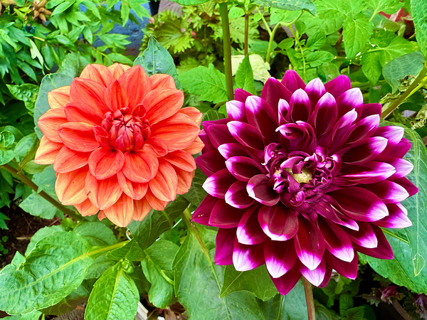 Harmony Blooms: When Opposites Flower Together Digital Download