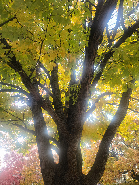 Fall Transition: Beneath the Light of Leaves Digital Download