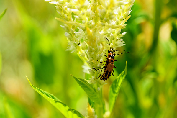 The Daylight Firefly: Guardian of the Green Flame Print