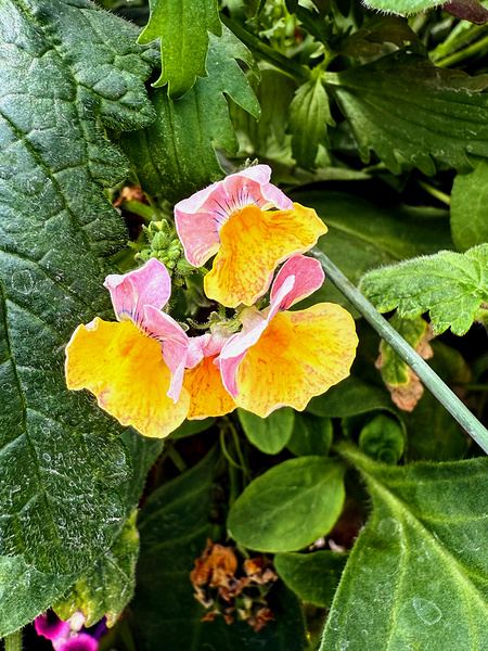 Pocketful of Sunshine Print