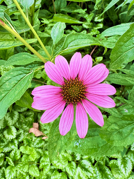 Heart of Summer Print