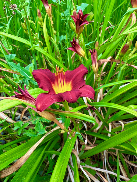 Burgundy Muse Digital Download