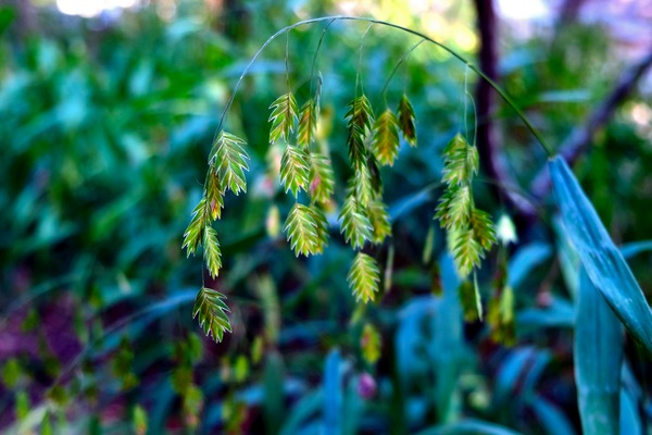Silent Green Wind Chimes 2 Digital Download