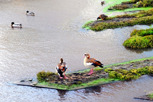 In Living Color Ducks Print