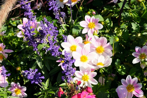 Blushing Petals 2 Print