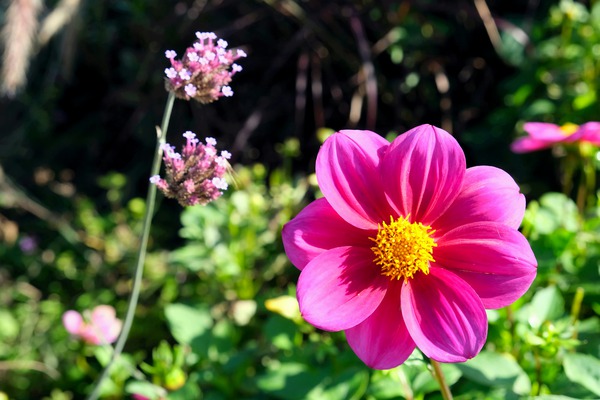 Flower Bloom 7B Digital Download