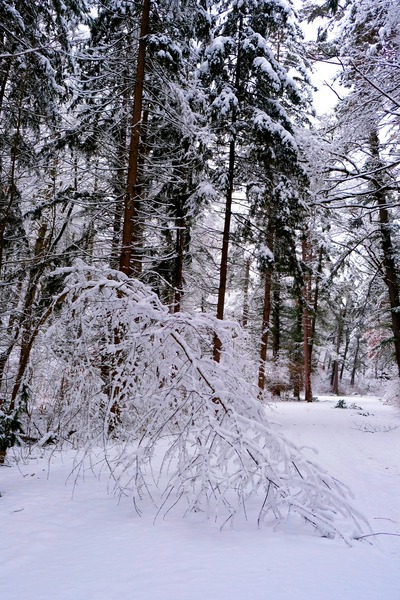 Bowing to Winter 2 Print