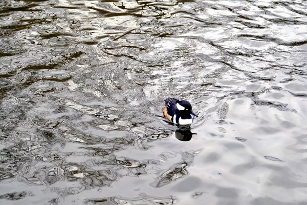 Only The Lonely Loon 1B Print