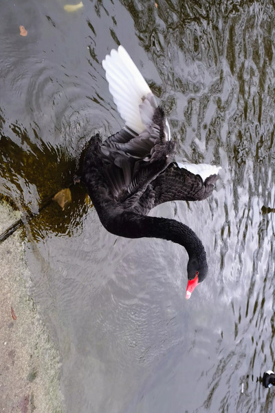 A Black Swan Moment Print