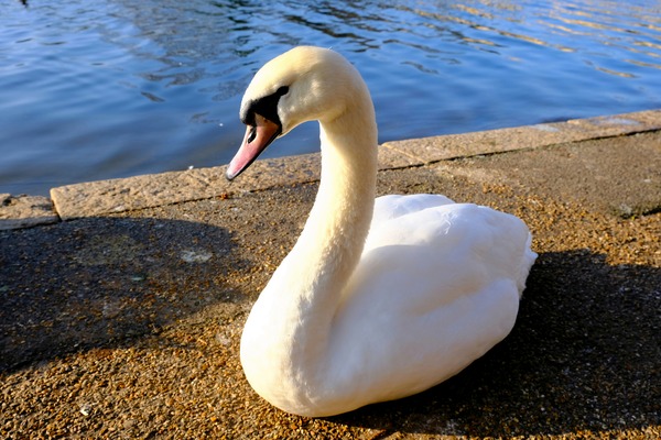 Swan Poses 1B Digital Download
