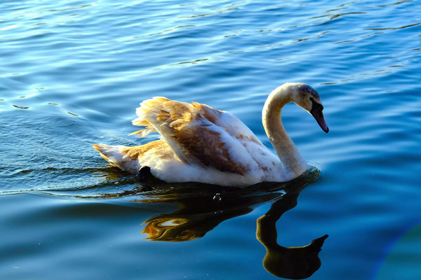 Baby Swan Cygnet Digital Download
