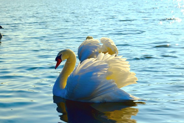 Wings of Love Pair Print