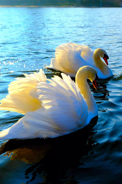 Wings of Love Pair 3 Digital Download