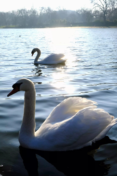 Wings of Love Pair 1B Print