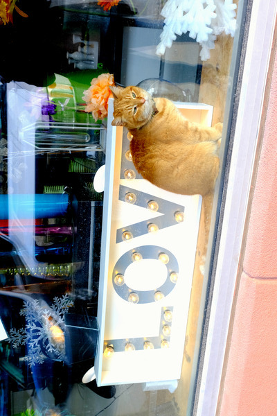 Window Watcher Print