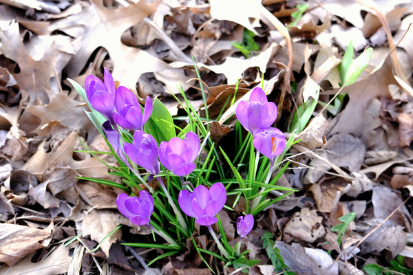 Spring Awakening Print