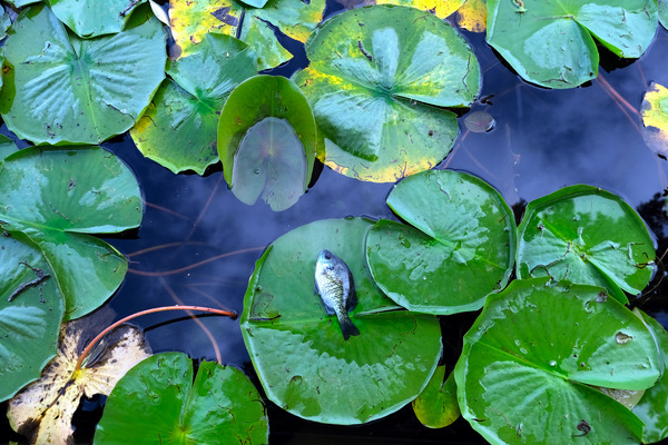 Resting Above the Depths Print