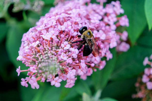 Bee Still on Butterfly Bush Print