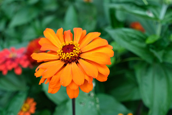 Orange You Royale King Zinnia Print