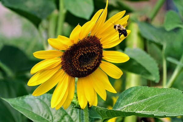 Flying into the Sun..Flower – The Dance of Daylight Digital Download