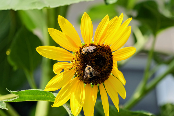The Sunflower Keeps Time for Two Print