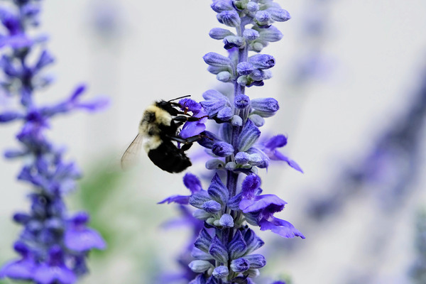 Bee Salivating the Blue Salvia Print
